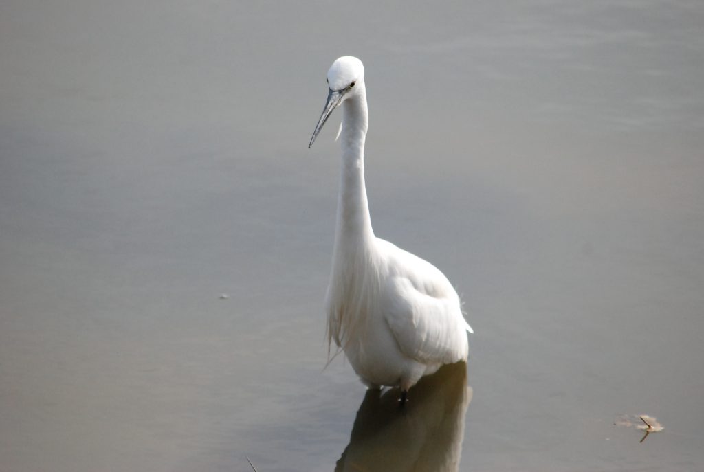 Silkehegre (Egretta garzetta)