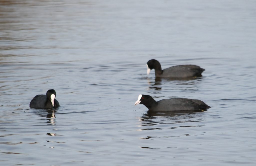 Sothøne (Fulica atra)