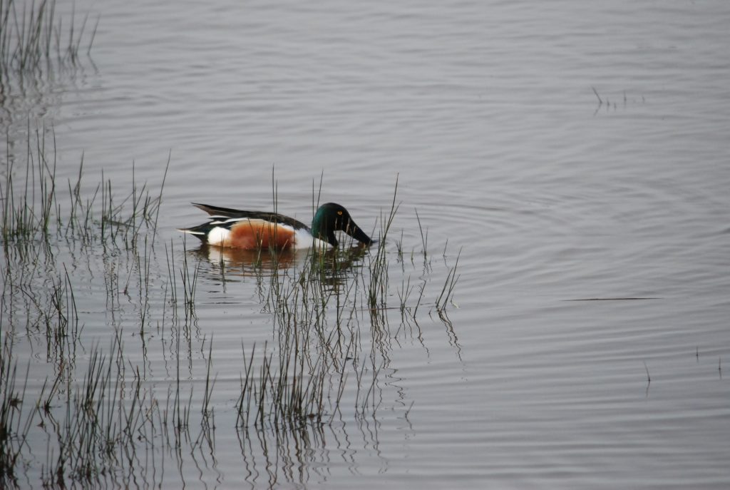 Skjeand (Anas clypeata)