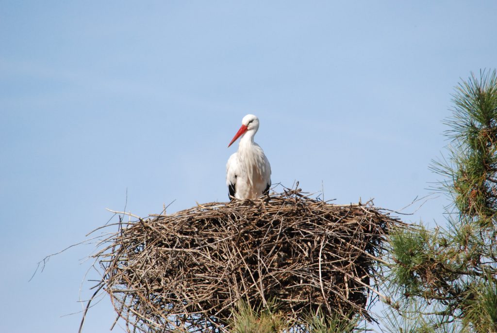 Stork (Ciconia ciconia)