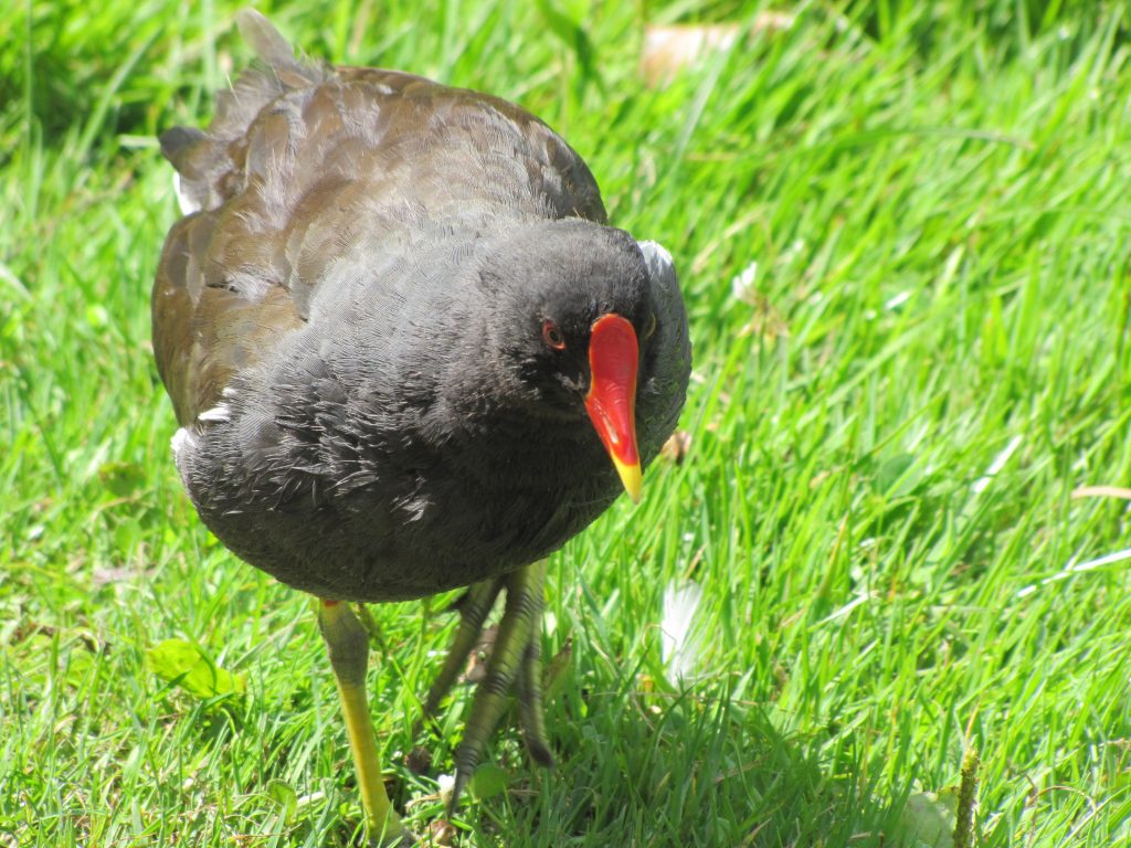 Sivhøne (Gallinula chloropus)