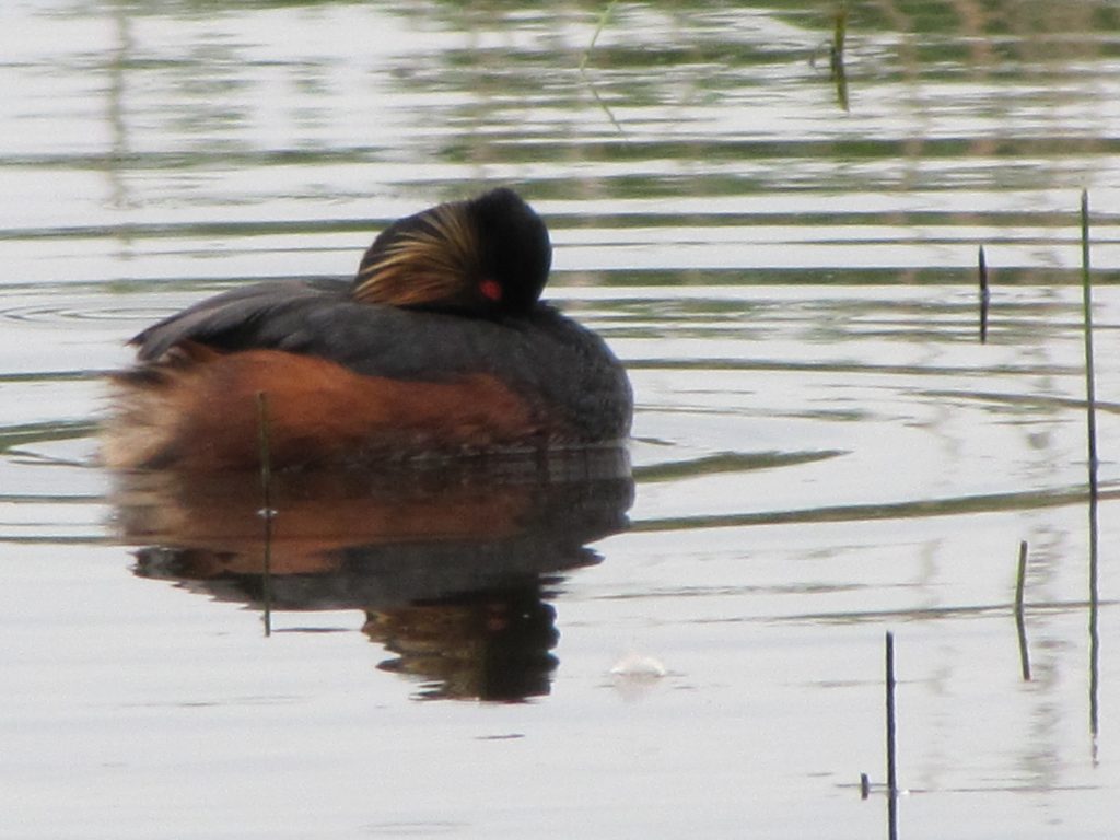 Svarthalsdykker (Podiceps nigricollis)