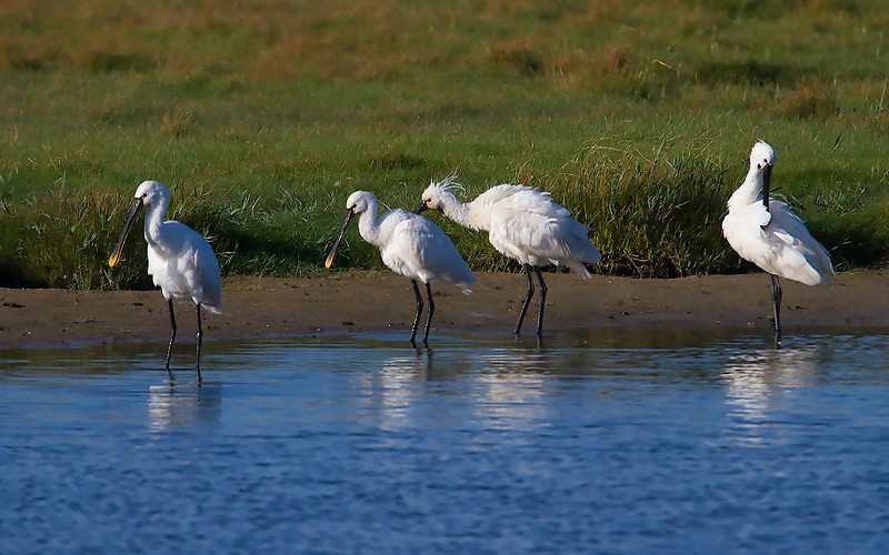 Skjestork (Platalea leucorodia). Ikke eget bilde.